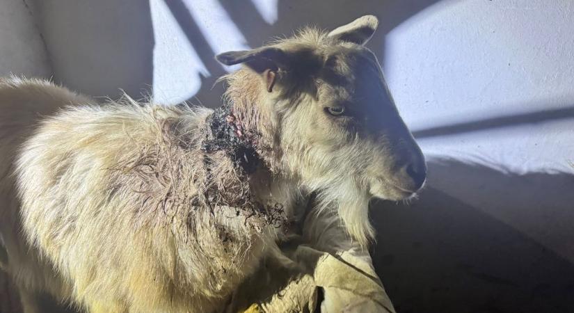 Élő kecskét dobott eleségül kutyái elé egy előszállási férfi