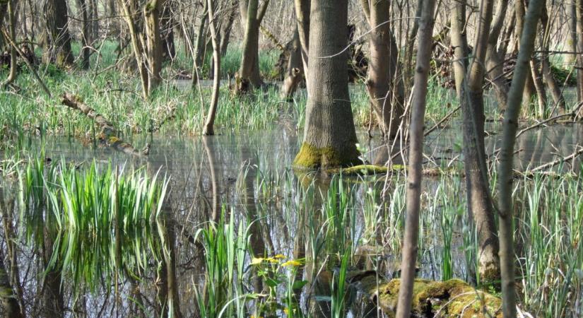 Fejlesztés indul az erdei élőhelyek megmentésére a Duna–Ipoly Nemzeti Park területén