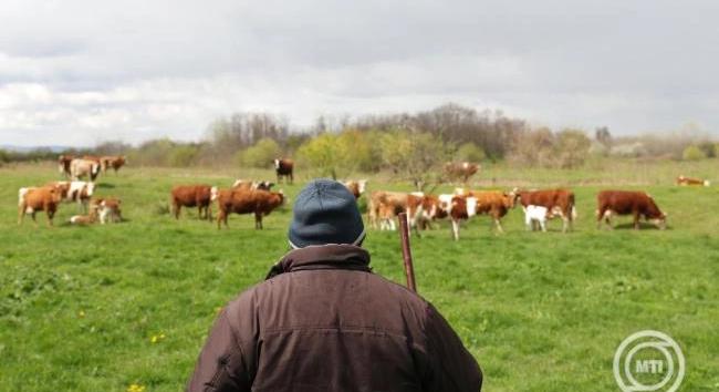 A kormány mintegy 7 milliárd forinttal segíti a tejtermelő gazdákat