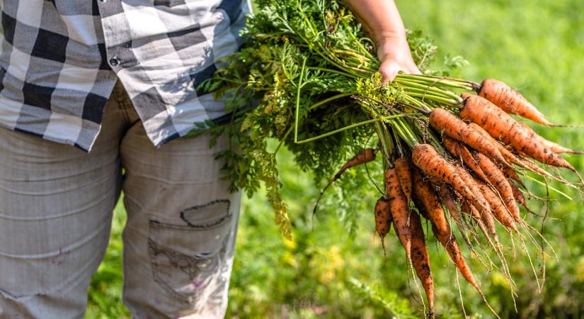 Túl sok a jóból: ezért csökken idén a spanyol répatermés