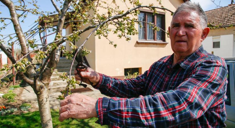 Kifutsz az időből: a szakértő elárulta, meddig szabad idén várni a metszéssel