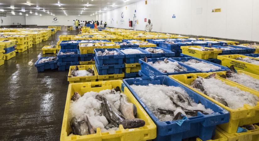 Bővülhet az Európai Unió, az izlandiak akár már 2028-ban csatlakozhatnak