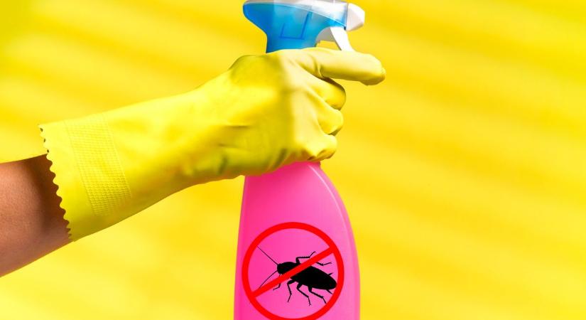 3 tuti tipp csótányok és hangyák ellen – mérgező vegyszerek nélkül