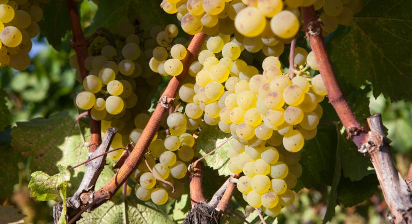 Tényleg ez mentheti meg a magyar szőlőt? Nincs idő, lépni kell