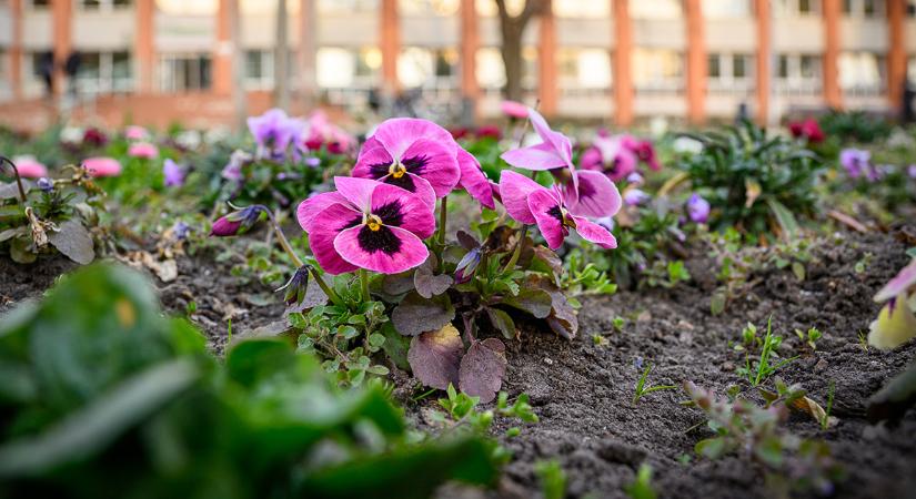 Elindult a jelentkezés a 33. Virágos Magyarország versenyre