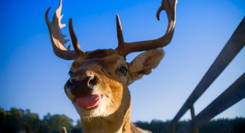 A Skandináv lottó nyerőszámai a 12. játékhéten, 2026-ban