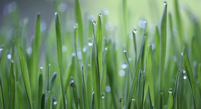 Hazatértek az első magyar űrnövénykísérlet mintái Debrecenbe