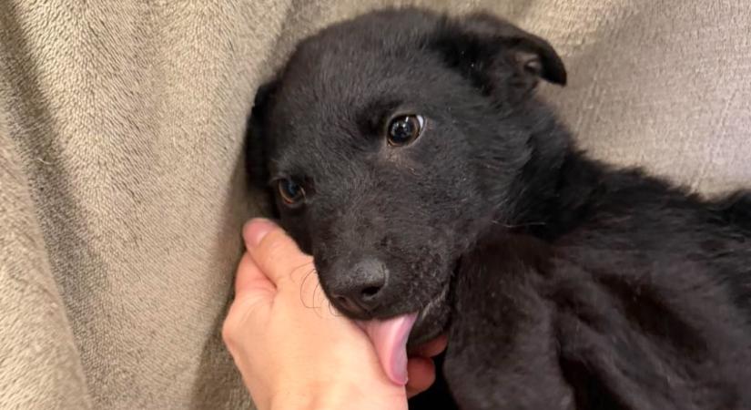 Csőd közelébe került a Mancsmentő Állatvédő Egyesület – segítséget kérnek