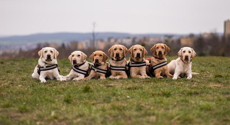 Értékteremtő partnerség a vállalati kultúrában: Tanulás és empátia vakvezető kutyákkal