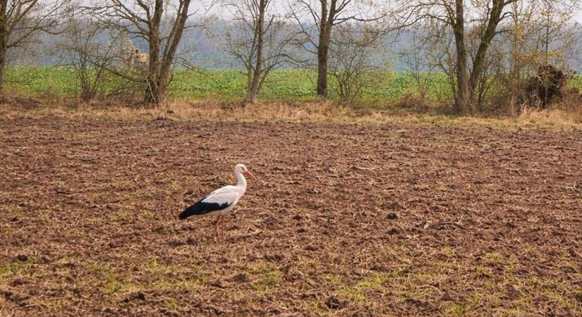 Tavaszi hírnök: különleges fotó készült egy gólyáról Újkéren
