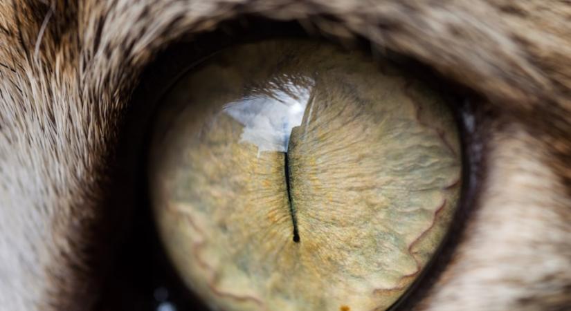 Mit jelent, ha a macska pupillája szűk, miközben minket néz?