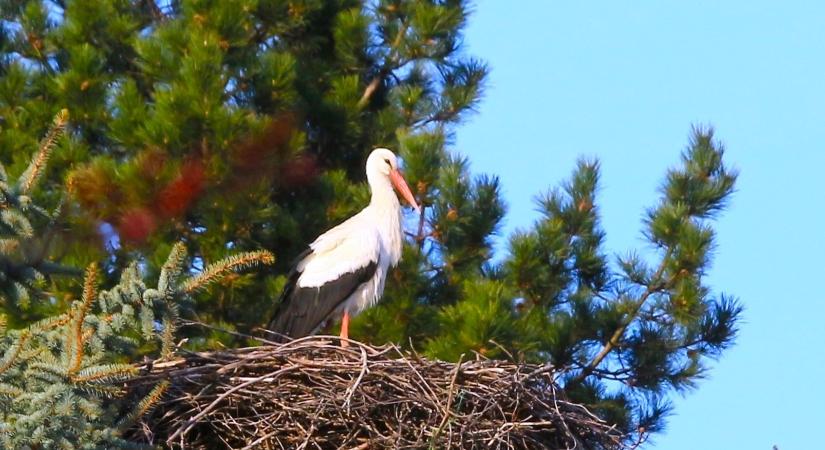 Elfoglalta fészkét a gyirmóti gólya