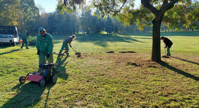 Évekig jóval nagyobb terület kaszálását rendelte meg a főváros, mint amekkorán fű nőhet, válasz nincs, csak felszámolás és kirúgások