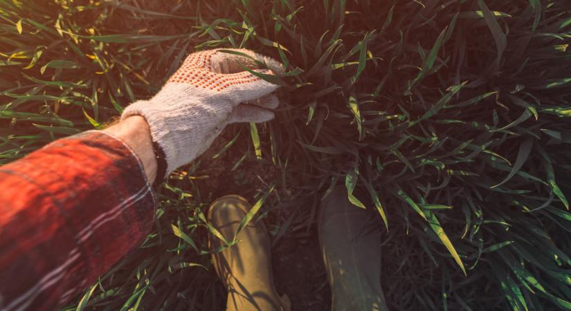 Ezt szórd a fűmag mellé – és sokkal gyorsabban lesz tökéletes a gyeped