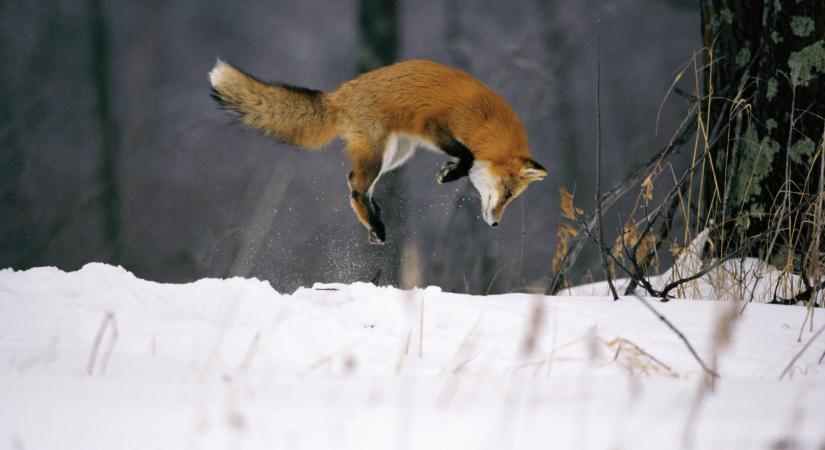 Nem mindennapi látvány: videón, ahogyan egy róka lézermutatóval játszik