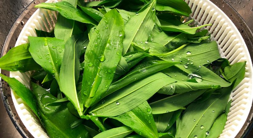 Medvehagymát szeretnél? Így termesztheted otthon a sajátodat a kertben