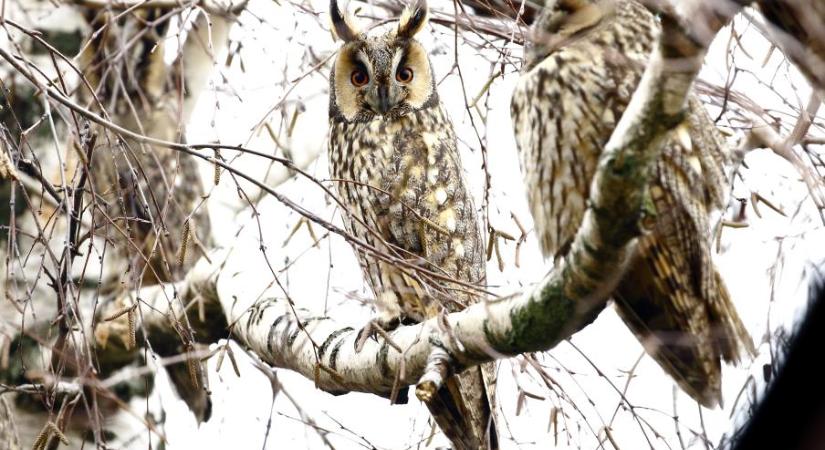 Elkészült a telelő erdei fülesbaglyok 2026. évi országos lakossági felmérésének összesítése