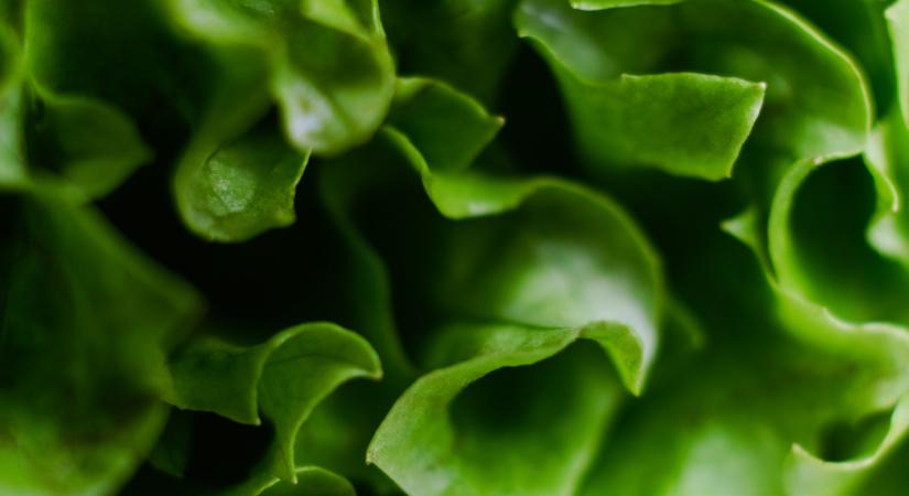 Ömlött ez a magyar zöldség külföldre, most már alig kell: mi változott?