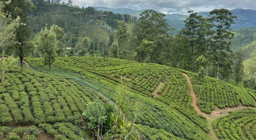Srí Lanka lépett: külön üzemanyag a turistákat szállító autóknak