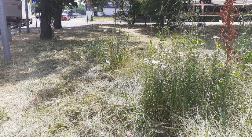 A főváros olyan területekre is rendelt kaszálást, ahol valójában már nem nőhet fű
