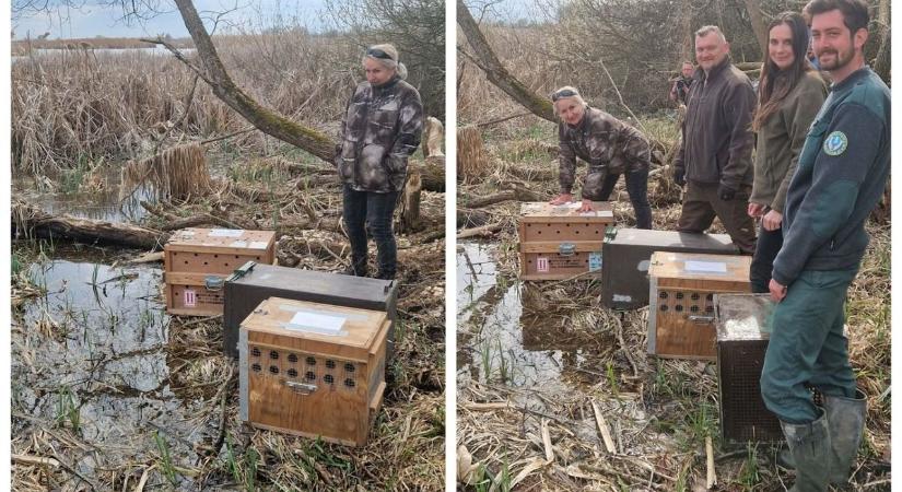 Vissza a természet ölelésébe – Balogh Mártáék szabadon engedték a vidrákat