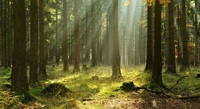 Diana ajándéka egy gyönyörű trófea - Mándokon