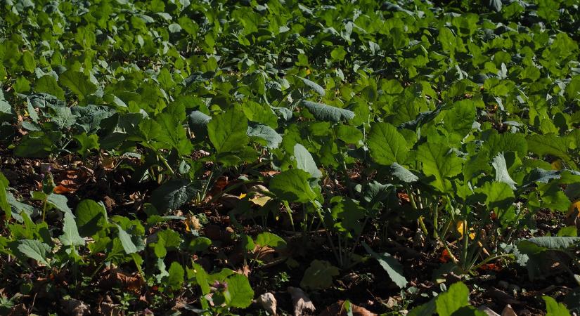 Ez a növény segíthet a talaj javításában