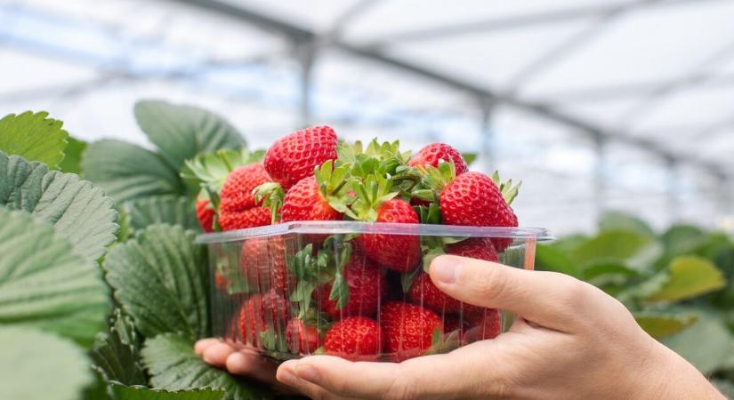 Megőrülnek a magyarok ezért a gyümölcsért – hamarosan újra itt lesz