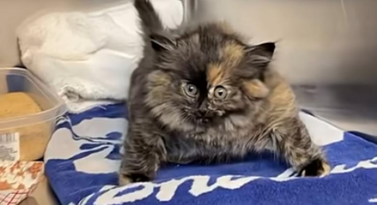 Nem mindennapi dolog történt a kiscicával, akit le kellett ereszteni, mint egy lufit