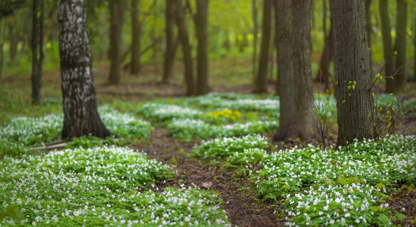 Mitől olyan különleges a tavaszi erdő?