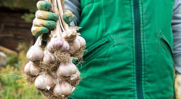 Vészjelzést adott le az európai fokhagymaágazat