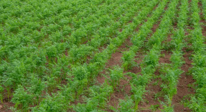 Módosult a tiltólista: ezrengeteg gazdát érinthet Magyarországon