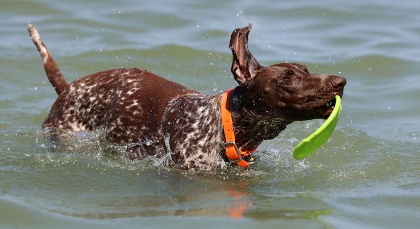 Ennek a gazdik és a kedvencek is örülni fognak: újabb kutyás strand nyílhat a Balatonon