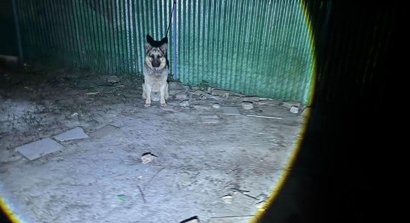 Sokkoló állatkínzás Előszálláson: a gazda hagyta, hogy kutyája marcangolja az élő kecskét