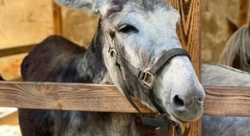Kiderült, miért halt meg Füles, a szamárfarm népszerű csacsija