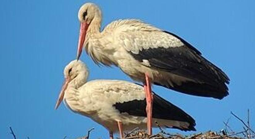 Új fészekrakó helyek várják a gólyákat egész Baranyában