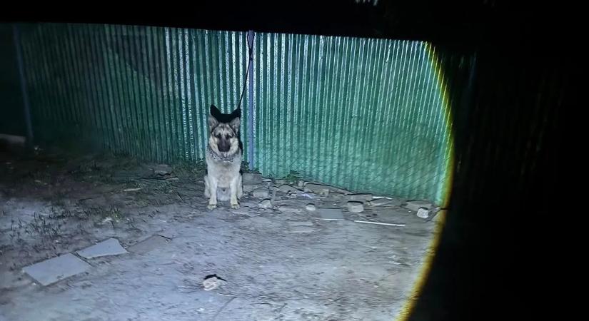 Sokkoló állatkínzás Előszálláson: menteni kellett a kecskét és a kutyát is