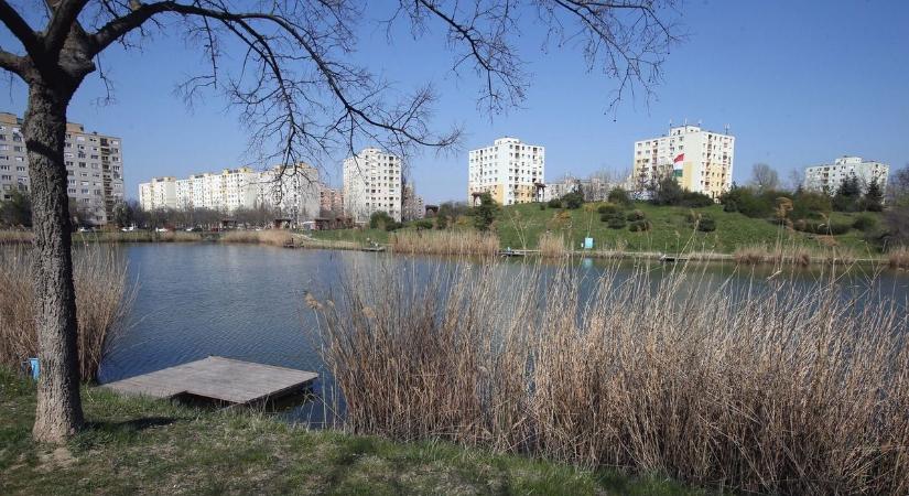 Egészen különleges fa tűnt fel Szegeden: ezen nem gyümölcsök lógnak