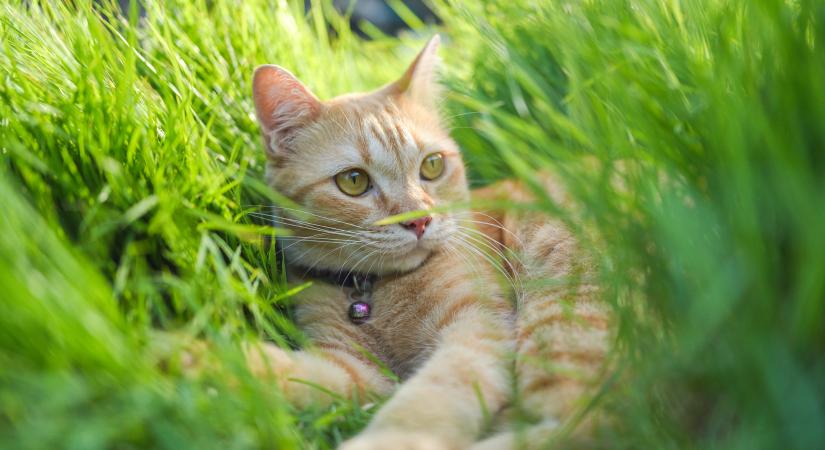 3 jel, hogy cicád szerint beköszöntött a tavasz