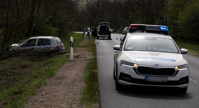 Drámai ütközés a 61-es főúton: vadat gázolt egy autós, áll a forgalom!