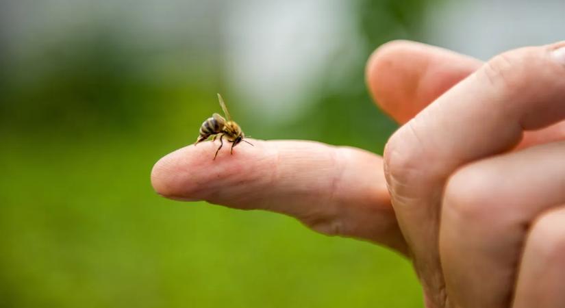 Óvakodj a méhektől: ezek a tünetek utalhatnak allergiára