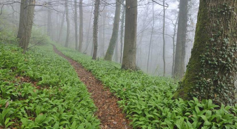 Gyulladáscsökkentő, szívvédő, és most mindenhol ott van: ezért tartják az egyik legegészségesebb tavaszi zöldnek