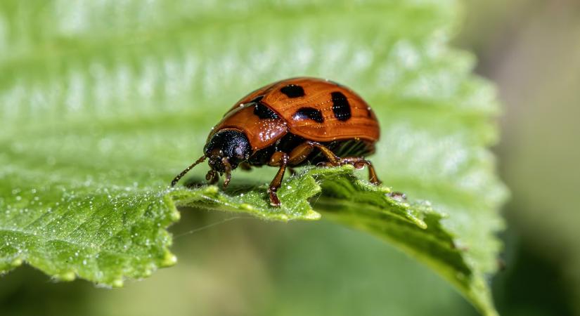 Ha most nem figyelsz, elszaporodhatnak a kártevők