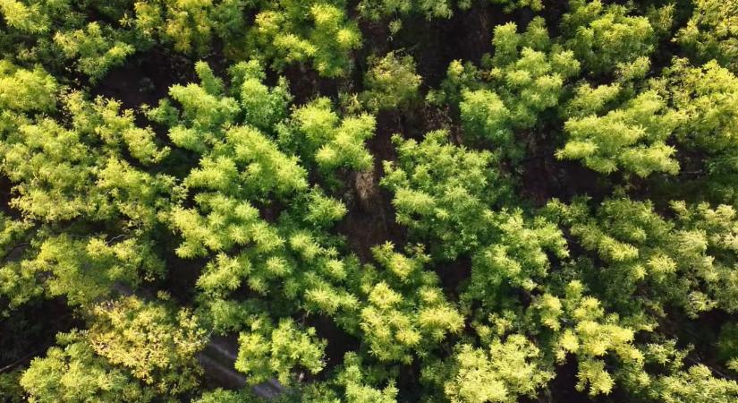 Gemenc – Európa rejtett dzsungele