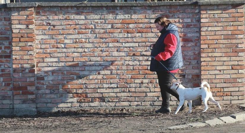 Veszélyes lehet a kutyasétáltatás! Mutatjuk a részleteket!