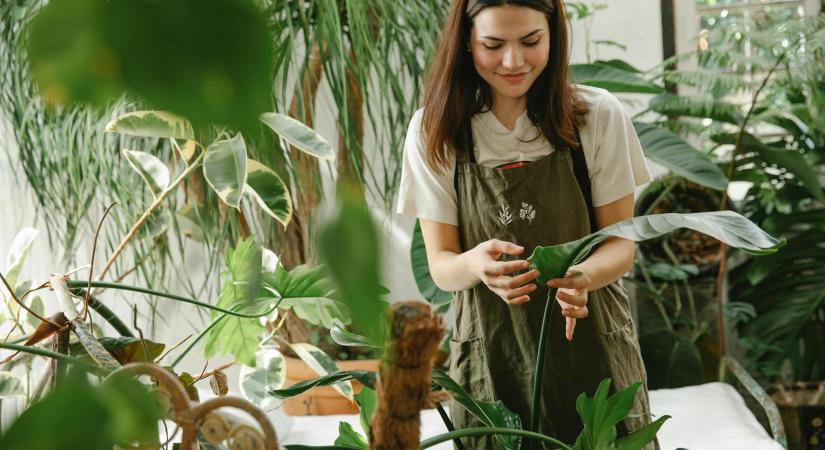 Vevőszerzés a főszezonban: Hatékony online kampányok kertészeteknek
