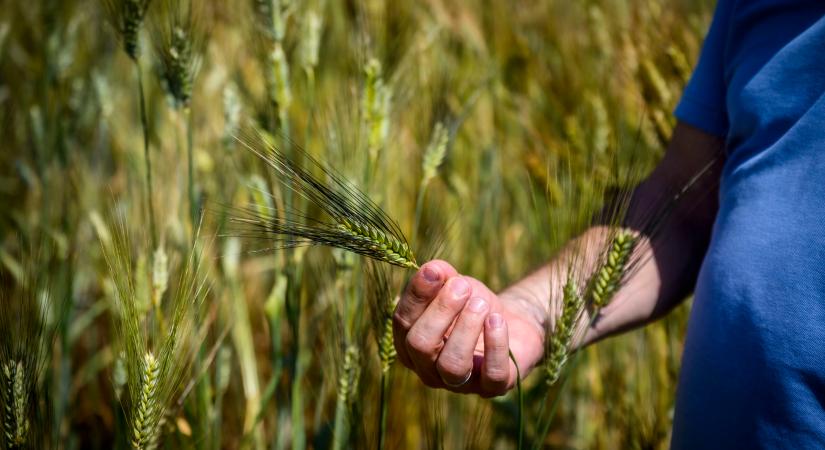 Változatosság a termőföldtől a tányérunkig – Több mint 50 régi génbanki fajtát tesztelnek a „Mindennapi kenyerünk” mintaprogramban