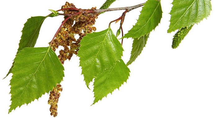 A nyírfapollen-allergia