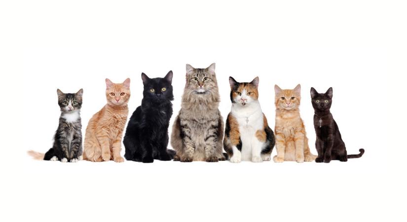 A macskák génjei lennének a kulcs a rák kezeléséhez?