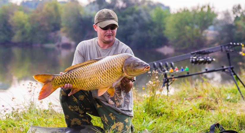 Vész a Balatonban: ismeretlen kártevők tizedelik a pontyokat – vége lehet a nagy fogásoknak?
